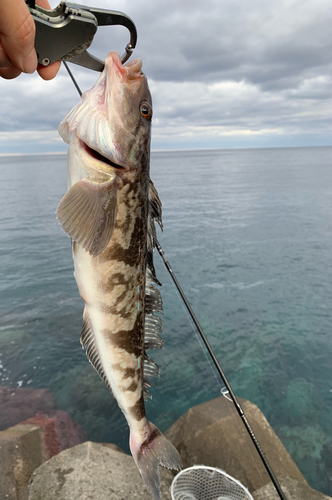 ホッケの釣果