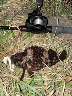 ムラソイの釣果