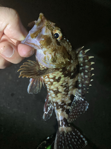 カサゴの釣果