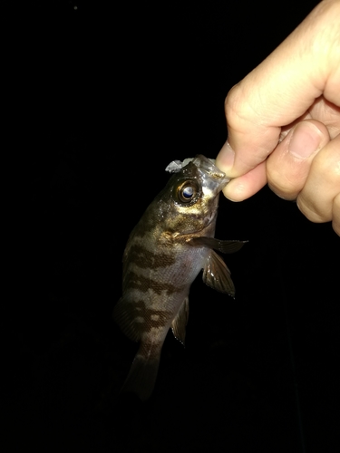 メバルの釣果