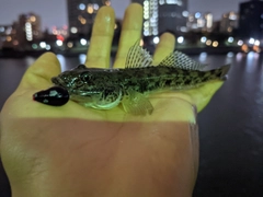 マハゼの釣果