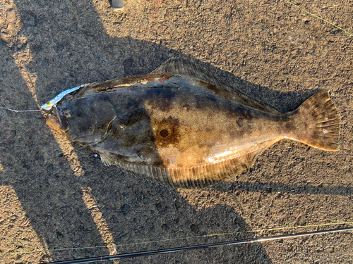 ヒラメの釣果