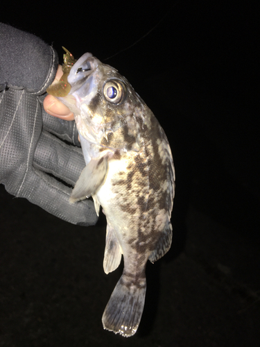 クロソイの釣果