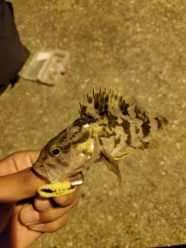 タケノコメバルの釣果