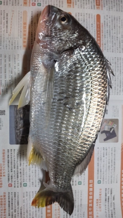 キビレの釣果