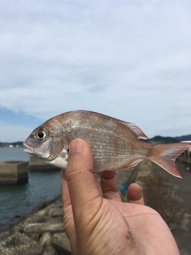 チャリコの釣果