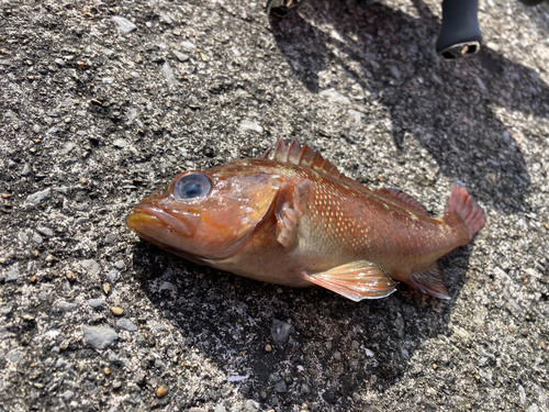 エゾメバルの釣果