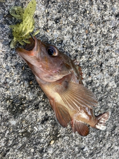 エゾメバルの釣果