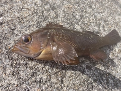 エゾメバルの釣果