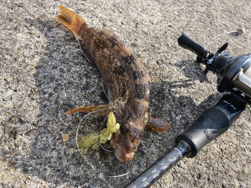 エゾメバルの釣果