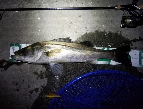 シーバスの釣果