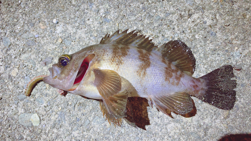 メバルの釣果