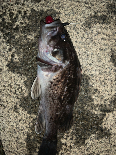 クロソイの釣果