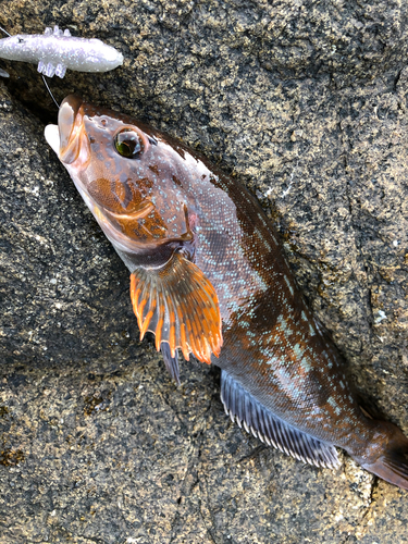 アイナメの釣果