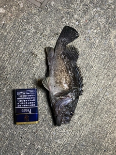 クロソイの釣果