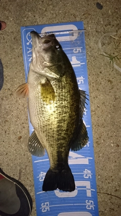 ブラックバスの釣果