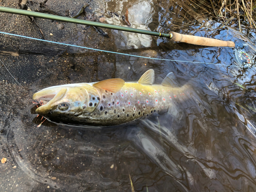 ブラウントラウトの釣果