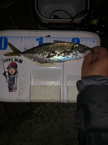 アジの釣果