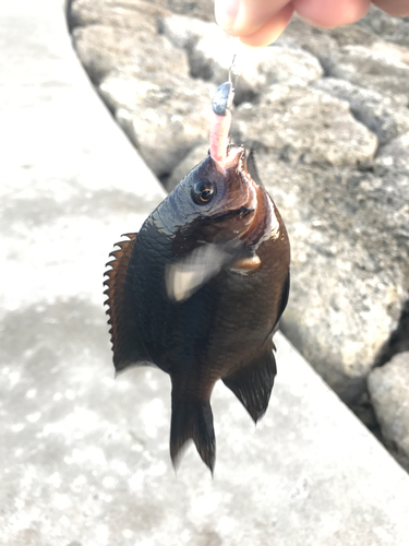 スズメダイの釣果