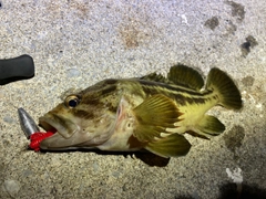 シマソイの釣果