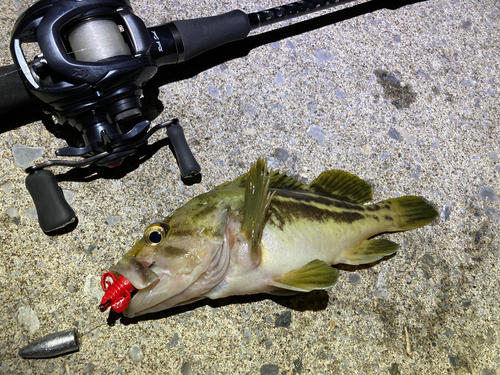 シマソイの釣果