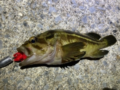 シマソイの釣果