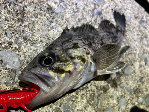 クロソイの釣果