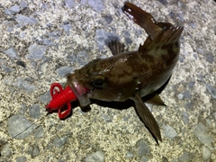 エゾメバルの釣果
