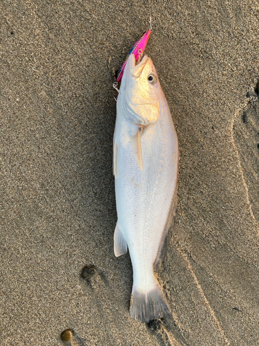 ニベの釣果