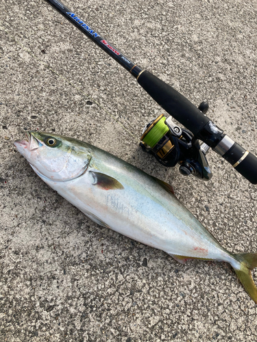 イナダの釣果