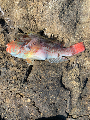 ブダイの釣果