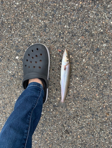 シロギスの釣果