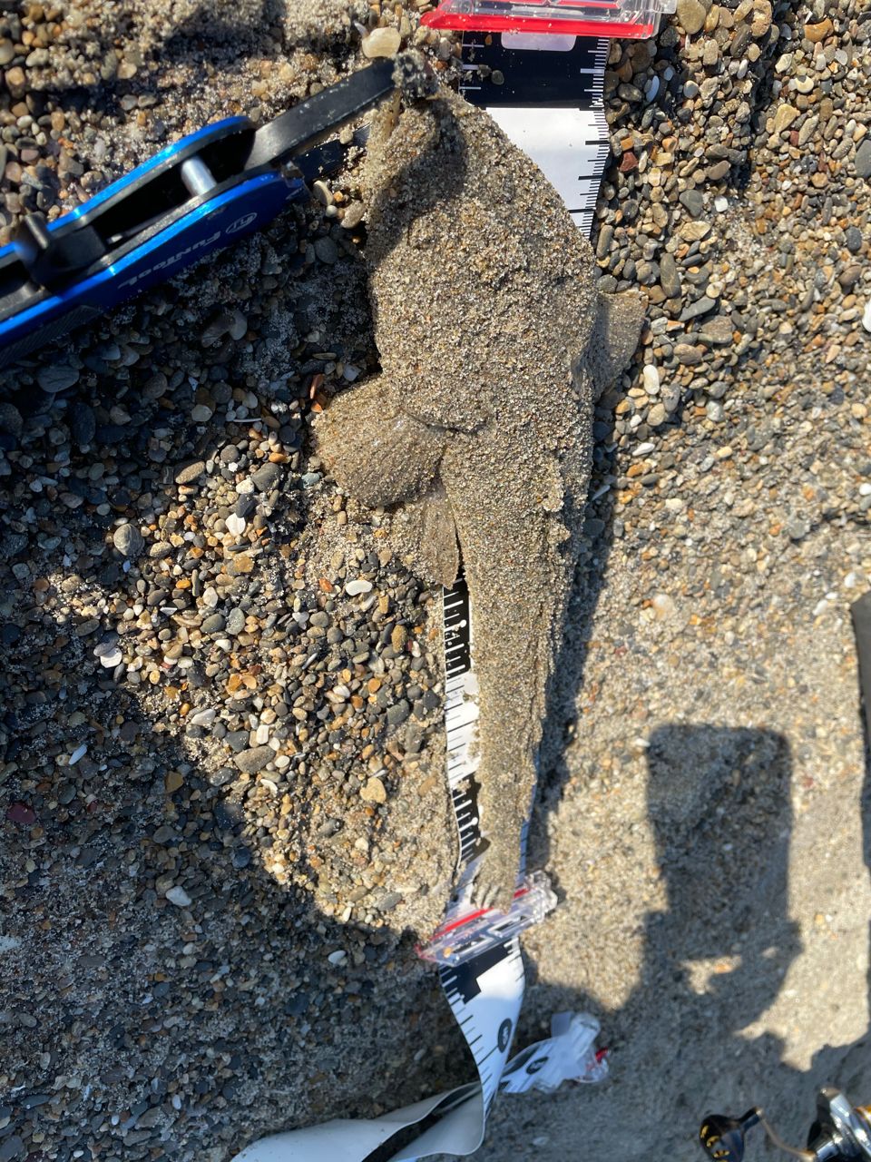 ヒラメ