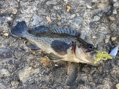クロソイの釣果