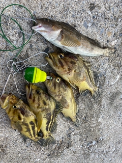 シマソイの釣果