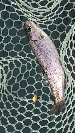 ニジマスの釣果