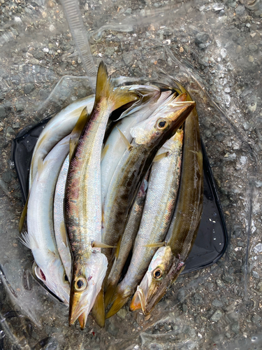 カマスの釣果