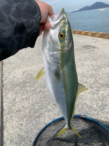 ハマチの釣果