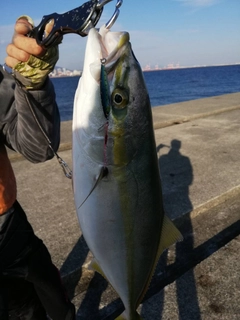 ハマチの釣果