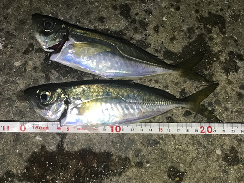 アジの釣果