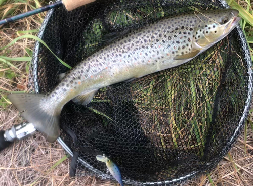 ブラウントラウトの釣果