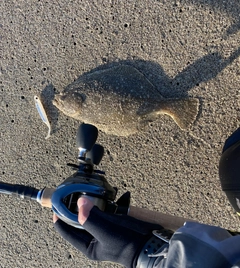 ソゲの釣果