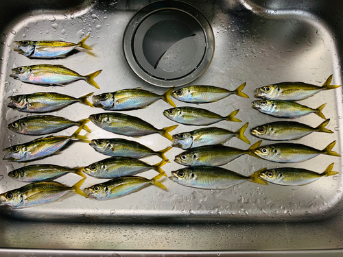 アジの釣果