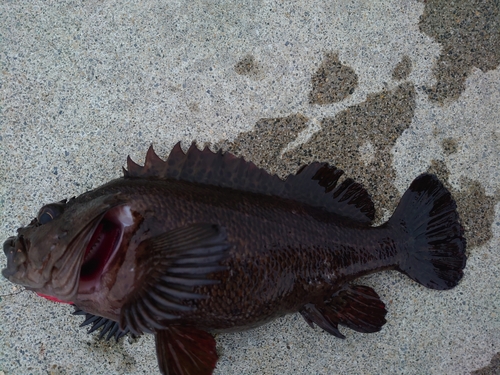 クロソイの釣果