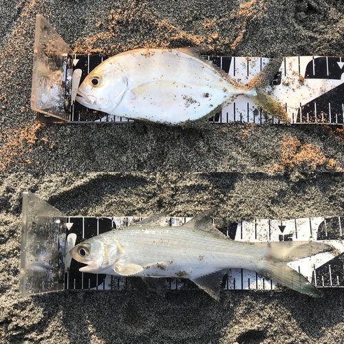 ツバメコノシロの釣果