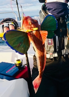 ホウボウの釣果