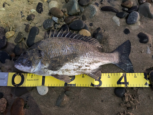 クロダイの釣果