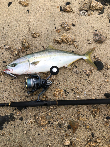 ハマチの釣果