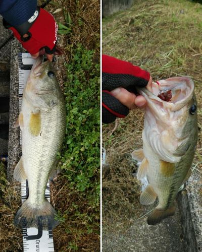 ブラックバスの釣果