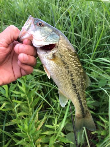 ブラックバスの釣果